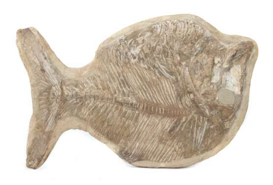 Fischversteinerung aus der Kreidezeit, konforme Form mit inliegendem Fossil - Foto 1