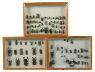 3 Dioramen mit Käfern Schaukästen mit vielfältiger Sammlung verschiedener präparierter Käfer, mit Nadeln in Kästen montiert