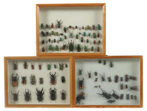 3 Dioramen mit Käfern Schaukästen mit vielfältiger Sammlung verschiedener präparierter Käfer, mit Nadeln in Kästen montiert - Foto 1
