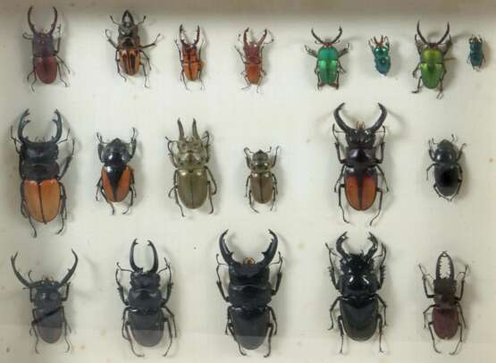 3 Dioramen mit Käfern Schaukästen mit vielfältiger Sammlung verschiedener präparierter Käfer, mit Nadeln in Kästen montiert - Foto 3