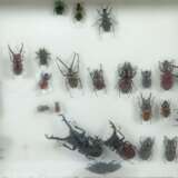 3 Dioramen mit Käfern Schaukästen mit vielfältiger Sammlung verschiedener präparierter Käfer, mit Nadeln in Kästen montiert - Foto 4