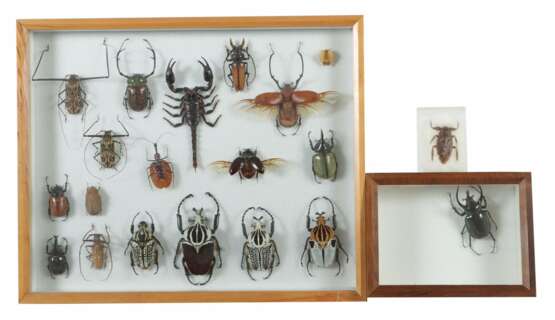 2 Dioramen mit Käfern Schaukästen mit vielfältiger Sammlung verschiedener präparierter Käfer, u.a. Harlekinbock - Foto 1