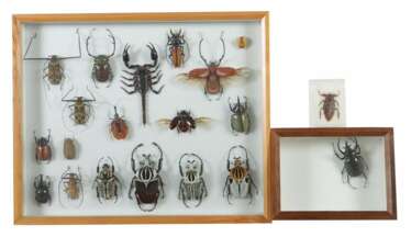 2 Dioramen mit Käfern Schaukästen mit vielfältiger Sammlung verschiedener präparierter Käfer, u.a. Harlekinbock