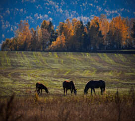 Horses graze in the autumn field