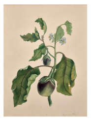 A BOTANICAL STUDY OF AN EGGPLANT