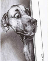 "Dog is surprised..." "Dog is surprised..."