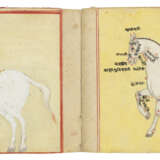 ILLUSTRATED EQUINE TEXTS - photo 4