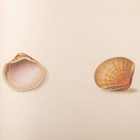 Beautiful rarity of the 18th century: The Universal Conchologist by Thomas Martyn - - photo 3