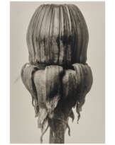 KARL BLOSSFELDT (1865-1932)