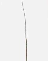 Friederich Werthmann