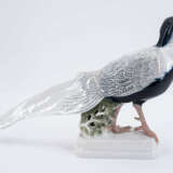 Silver Pheasant - Foto 3