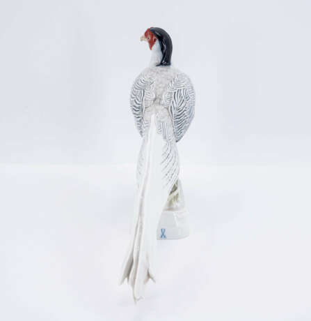 Silver Pheasant - photo 4