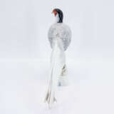 Silver Pheasant - photo 4