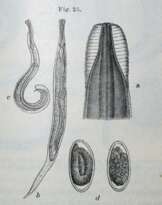 Mikroskopie,