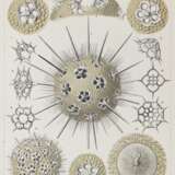 Haeckel , E, - photo 1