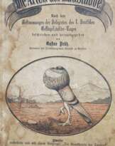 Tauben,
