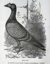 La Perre de Roo , V,