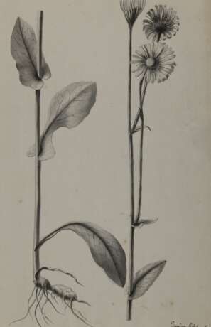 Tulpen, - фото 3
