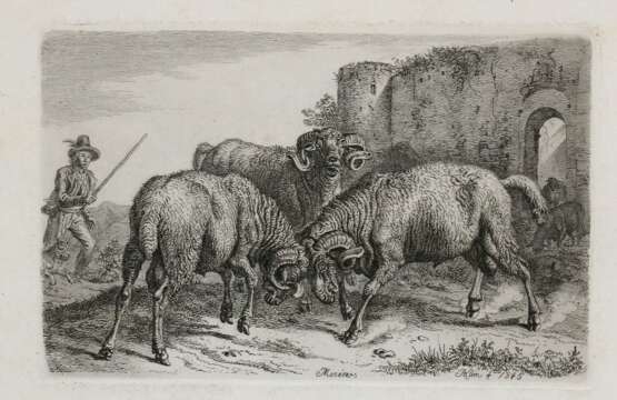 Schafe und Ziegen, - фото 1