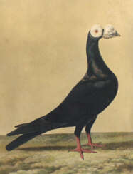 Haematopus Ostralegus,