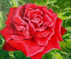 Rote rose - das emblem der Liebe