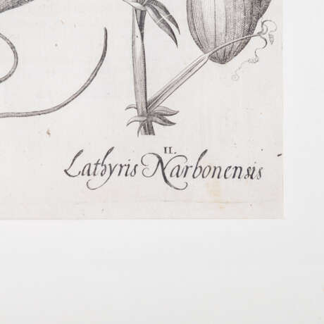 BESLER, BASILIUS, attr./after (1561-1629), "Lachryma Iobi" from "Hortus Eystettensis - Garden of Eichstätt", - Foto 5