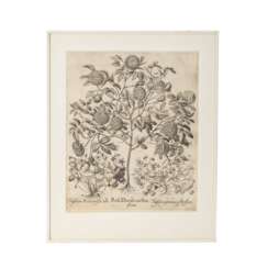 BESLER, BASILIUS, attr./after (1561-1629), "Rosa Damascena flore pleno " from "Hortus Eystettensis - Garden of Eichstätt",