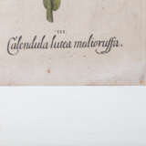 BESLER, BASILIUS, attr./after (1561-1629), "Calendula prolifera" from "Hortus Eystettensis - Garden of Eichstätt", - Foto 4