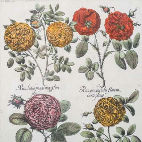 BESLER, BASILIUS, after (1561-1629), "Rosa..." from "Hortus Eystettensis - Garden of Eichstätt", - Foto 3