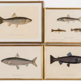 Godefroy und Alphonse LUNEL, 4 Darstellungen von Fischen - фото 1