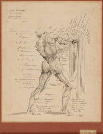Thomas MONRO (1759-1833), Menschliche Anatomie, Tinte auf Papier, signiert - photo 1