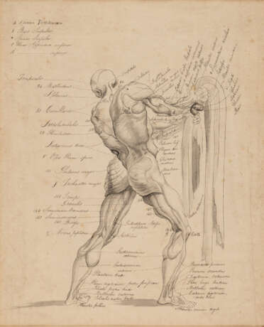 Thomas MONRO (1759-1833), Menschliche Anatomie, Tinte auf Papier, signiert - photo 2