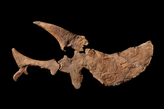 A SCULPTURAL PARTIAL SKULL OF A TRICERATOPS - photo 4