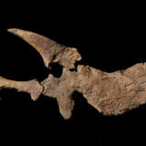 A SCULPTURAL PARTIAL SKULL OF A TRICERATOPS - photo 4