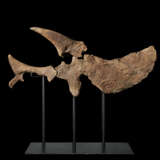 A SCULPTURAL PARTIAL SKULL OF A TRICERATOPS - photo 5