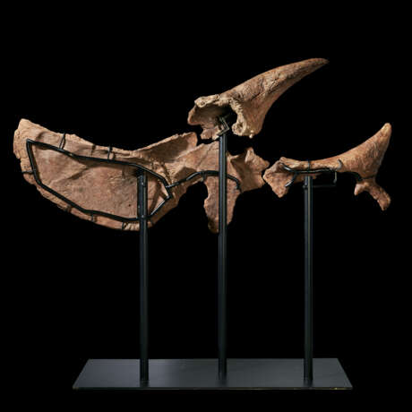 A SCULPTURAL PARTIAL SKULL OF A TRICERATOPS - photo 6