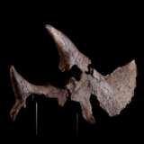 A SCULPTURAL PARTIAL SKULL OF A TRICERATOPS - photo 10
