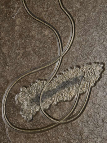 A FOSSIL SEA LILY PLAQUE - фото 3