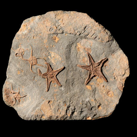 A FOSSIL STARFISH PLAQUE - фото 3