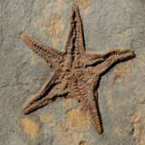 A FOSSIL STARFISH PLAQUE - photo 5