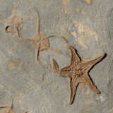 A FOSSIL STARFISH PLAQUE - photo 6