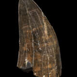 A FINELY SERRATED TOOTH OF A TYRANNOSAURUS-REX - photo 1
