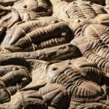 A GROUP OF TRILOBITES - фото 3