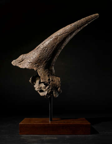 A LARGE TRICERATOPS HORN - photo 1