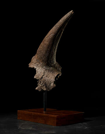 A LARGE TRICERATOPS HORN - фото 2