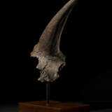 A LARGE TRICERATOPS HORN - Foto 2