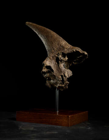 A LARGE TRICERATOPS HORN - фото 3