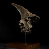 A LARGE TRICERATOPS HORN - фото 3