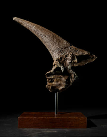 A LARGE TRICERATOPS HORN - фото 4