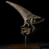 A LARGE TRICERATOPS HORN - Foto 4